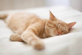 Keeping to foods and treats that have less than 1 mg sodium per calorie (kcal) is generally a good start. Best Cat Food For Kidney Disease Low Phosphorus 2021 We Re All About Cats