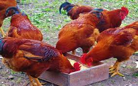 Best Feeds For Kienyeji Chicken Kienyeji Chicken Farming