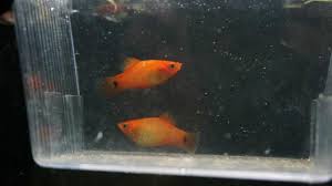 20 Types Of Platy Fish: Species, Colors, & Tail Varieties (With Pictures) |  Pet Keen