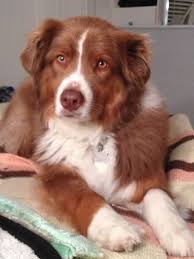 Australian Shepherd Red Bi Australian Shepherd Australian Shepherd Dogs Aussie Dogs