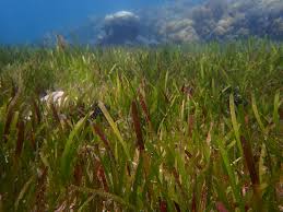 Image result for Zostera capensis