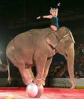 Take advantage of the convenience of purchasing your tickets online in advance to avoid potentially long lines on show day. Loomis Bros Circus Brings Funtastic Tour To Robertsdale Gulfcoastnewstoday Com