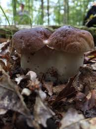 Cepe De Bordeaux Boletus Edulis 2018 France Champignons Farcis Champignons Sauvages Manger Bio