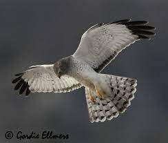 White bird with black tipped wings. Winter Raptor Identification