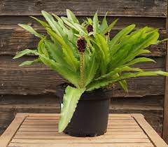 Seuss had created plants instead of. Pineapple Aloha Lily Kiwi Nurseries Ltd