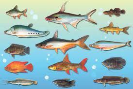 Ikan air tawar killfish umumnya adalah ikan yang damai dan bergerak dengan baik dengan ikan lain. Faktor Pilihan Dan Jenis Ikan Air Tawar Untuk Projek Akuakultur