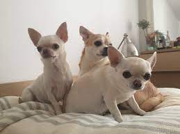 Pin By Chihuahua Baby On Que Hacer En Hannover Chihuahua Love Your Dog Chihuahua