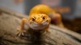 FREE Reptile Show at the Olive Free Library