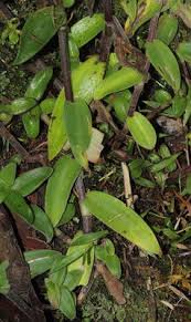 Image result for Cyanotis longifolia