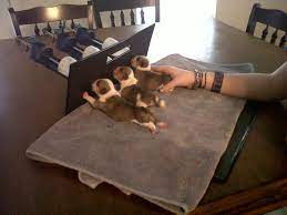 Pin On Pet Nursing Station