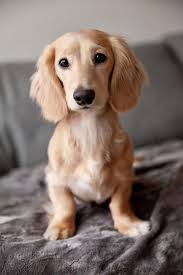 A Beautiful Dachshund Dog In 2020 Daschund Puppies Dachshund Puppies Dachshund Dog