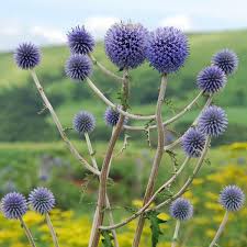 Image result for globe thistle