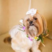 Maybe you would like to learn more about one of these? Best Dog Grooming Near Me July 2021 Find Nearby Dog Grooming Reviews Yelp
