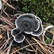 Image result for Phellodon niger