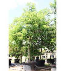 Image result for Gliricidia