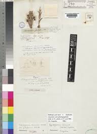 Image result for Aspidoglossum biflorum