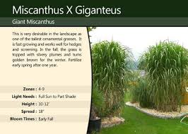 Just like pennisetum purpureum, arundo donax and saccharum ravennae, it is also called elephant grass. Miscanthus Giganteus Privacy Screen Ornamental Grass Potted Photos Facebook