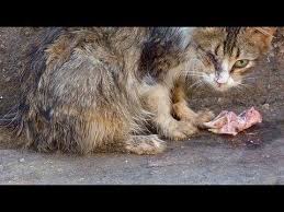 Pin On A Cat Called Ugly Rest In Peace