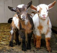 Pin By Manati Arte On Everything Beautiful In 2020 Cute Goats Cute Animals Pygmy Goat