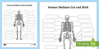 The tarsal bones are found near the. Human Skeleton Bones Cut And Paste Activity Teacher Made