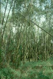 Image result for Lepidotrichilia volkensii