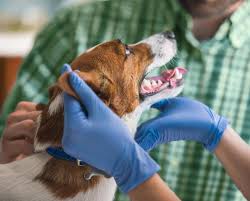 Maybe you would like to learn more about one of these? Vet Clinic In Walnut Creek Ca Vip Petcare Wellness Center In Pet Food Express