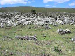 Image result for Hyparrhenia anamesa