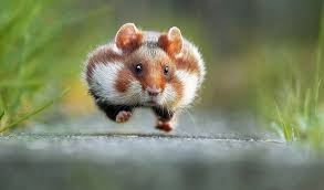 Grappige Foto S Van Dieren In Het Wild Dieren Gekke Dieren Grappige Dieren