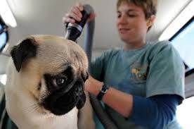 how to take care of a pug puppy pets world