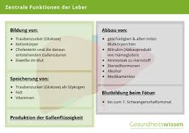 leber aufgaben erkrankungen entgiftung vorbeugung erkrankungen die leber entgiften mit schussler salzen