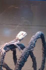 Maybe you would like to learn more about one of these? Petsmart Store Leaves Lizards To Rot Peta
