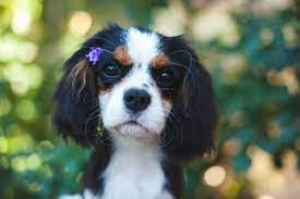Behind the scene life korolevskaya svita. King Charles Spaniel Full Guide For King Charles Cavalier Spaniel Sitstay