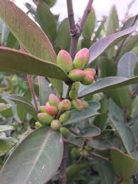 Image result for Acokanthera schimperi