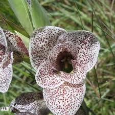 Image result for Gladiolus ecklonii
