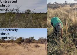 Image result for Megaloprotachne albescens