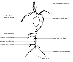 Anatomy And Physiology Of Animals Cardiovascular System