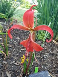 Image result for Sprekelia