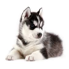 best dog food for huskies and puppies