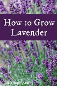 Growing Lavender How To Grow Care For Lavender Plants Dirt Happy Lavender Plant Care Lavender Plant Growing Lavender