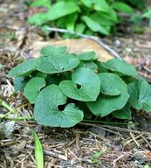 Support the indiana wildlife federation and hoosier wildlife by purchasing and planting native plant species. 154 Native Plants For Indiana Gardens Ideas Native Plants Plants Indiana