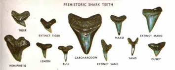 Shark Teeth 101 Beach Hunting Tips Danielles Dives Blog