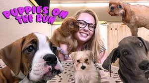 The reason to be somewhat cautious about running with a puppy, especially larger breeds, is because their bones are still developing and you don't want to damage. Puppies On The Run Youtube