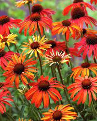 Hybrid Coneflower Hot Summer Mix Echinacea X Hybrida Echinacea Perennial Plants Plants