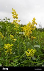 Image result for Galium verum