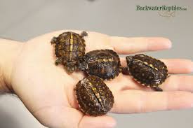 Purchase an aquarium and water filter for your turtle. How To Care For A Hatchling Eastern Box Turtle