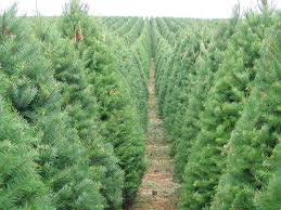 Frequently, the tree's height is reported as 18 or 18½ feet tall. Your Christmas Tree S Carbon Footprint Sightline Institute
