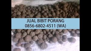 Porang diskusi porang jambi hari porang nasional. Harga Bibit Porang Di Muaro Jambi 0856 6802 4511 Wa Youtube