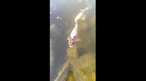 Shop chewy for low prices and the best koi & pond fish food! Lazy Frog Riding On A Koi Youtube