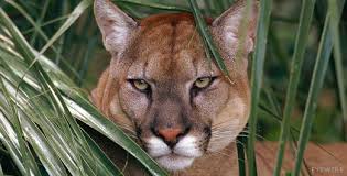 Endangered Panther Found Wandering On Collier Beach Wftx Tv Fort Myers Naples Fl Florida Panther Animals Elmwood Park Zoo