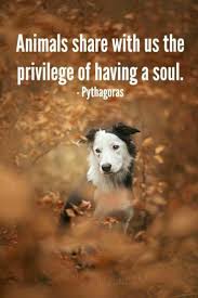 When I Look Into The Eyes Of An Animal Quote No Doubt Look Into The Eyes Of Any Animal And Their Soul Shines Through Dog Quotes Animal Lover Pets